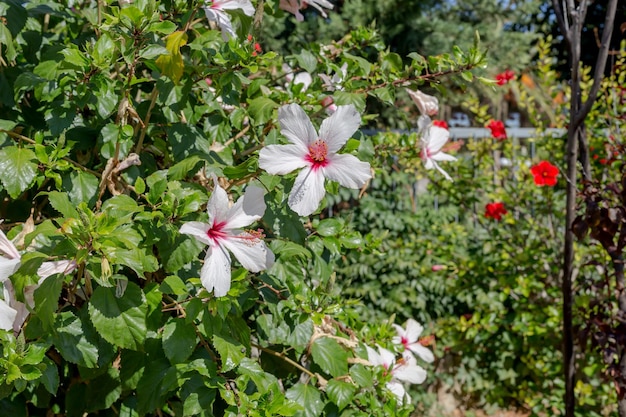 Dekoracja miasta Roślina o białych kwiatach Hibiskus rośnie i kwitnie zbliżenie na kwietniku w słoneczny dzień w parku