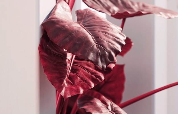 Dekoracja roślin z czerwonych liści w nowoczesnym białym wnętrzu