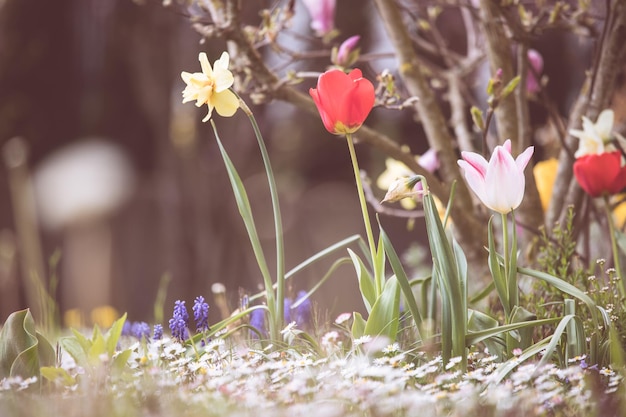 Dekoracje kwiatowe w czasie wiosny Kolorowe wiosenne kwiaty z tulipanów i narcyzów