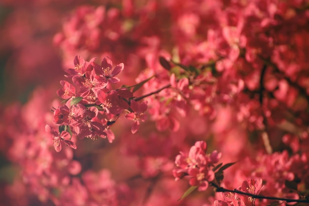 Dekoracyjne czerwone kwiaty jabłoni kwitnące wiosną, kwiatowym tle