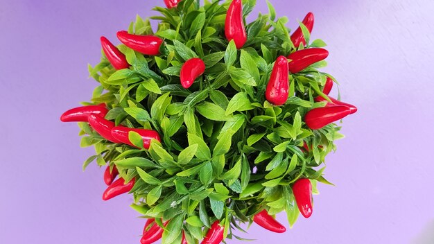 Zdjęcie dekoracyjne czerwone papryczki chili rosnące w doniczce.