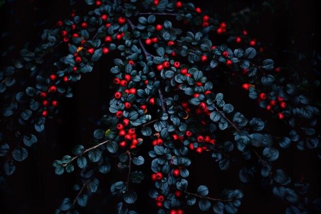 Zdjęcie dekoracyjne krzewy z zielonymi liśćmi i czerwonymi jagodami