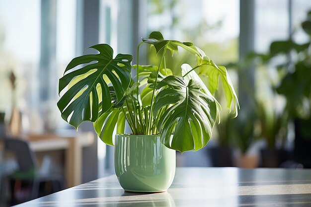 Dekoracyjne liście Monstera