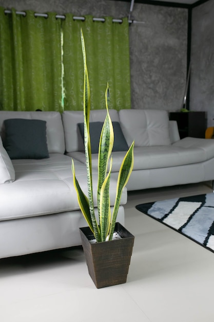 Dekoracyjne rośliny sansevieria we wnętrzu pokoju, rośliny oczyszczające powietrze.