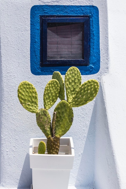 Dekoracyjny garnek kaktusowy przed oknem z niebieską ramką w pobliżu domu, Santorini, Grecja