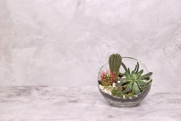 Dekoracyjny wazon ceramiczny. Stylowy wystrój domu. Sukulenty i kaktusy w doniczce