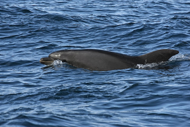 Delfin butlonosy. Zdjęcie z rejsu obserwującego wieloryby w Cieśninie Gibraltarskiej