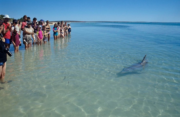 Delfin pływa w pobliżu Turysty w zatoce rekinów w Monkey Mia Australia