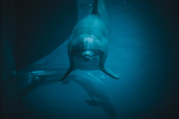 Delfin pływający w basenie