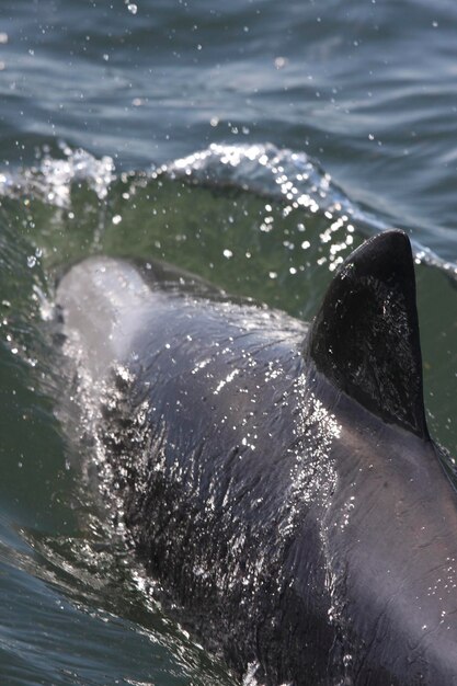 Zdjęcie delfin pływający w morzu