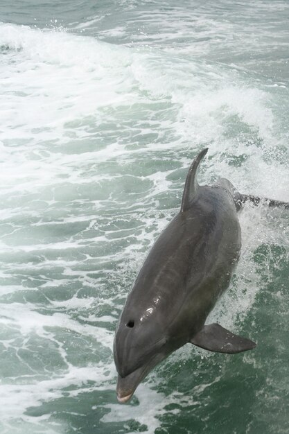 Zdjęcie delfin pływający w morzu