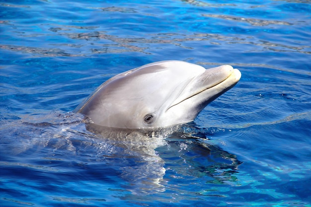 Delfin pływający w wodzie