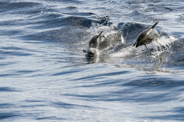Delfin podczas skoków w głębokim błękitnym morzu