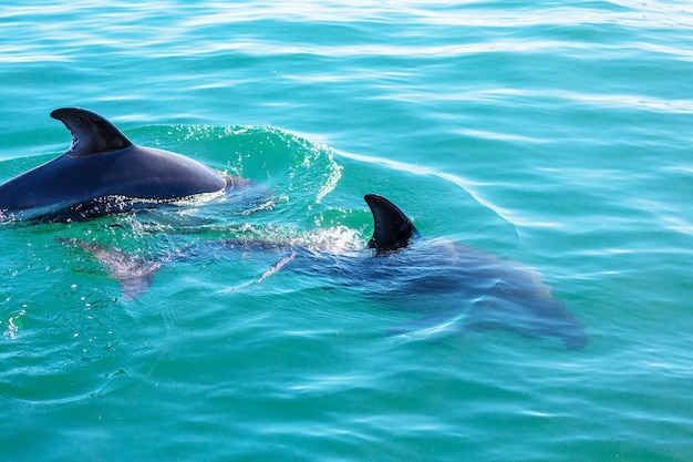 Delfin w oceanie, Argentyna