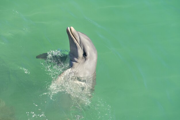 delfin wyłania się z wody
