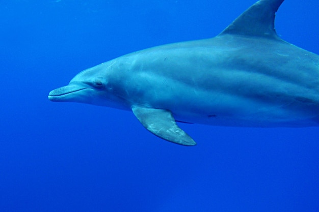 Delfin z butelkowym nosem pływający pod wodą