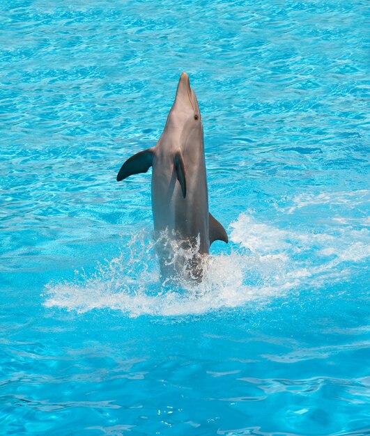 Delfin