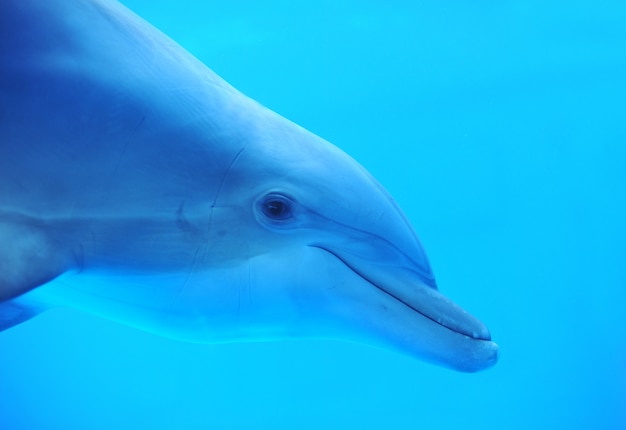 Delfin