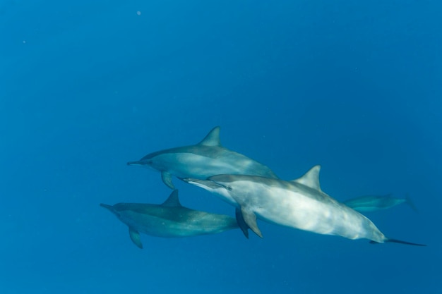 Delfiny blisko Ciebie podczas nurkowania w głębokim błękitnym morzu