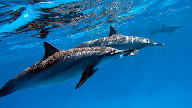 Delfiny. Delfin spinner. Stenella longirostris to mały delfin.