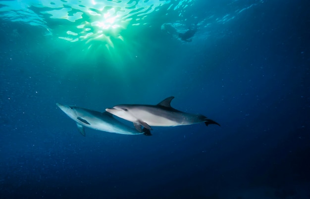 Delfiny pływają pod wodą. Przez grupę nurków przepływa ławica delfinów. Życie morskie pod wodą w oceanie. Obserwacja świata zwierząt. Przygoda z nurkowaniem w Morzu Czerwonym, wybrzeże Afryki