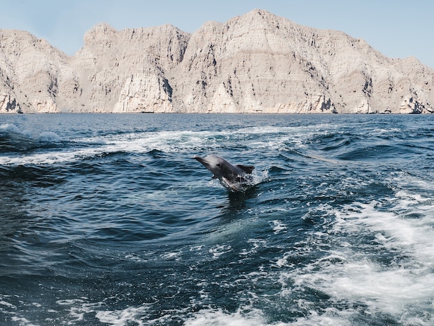 Delfiny pływające w falach morskich. Oman Fiordy