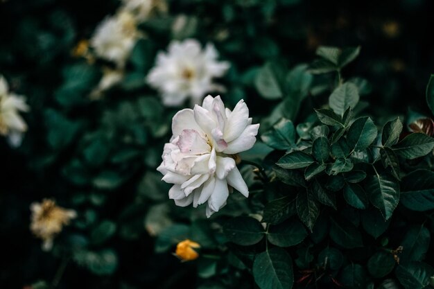 Delikatna biała róża z bliska i zielone liście w ogrodzie na pocztówkę i plakat i tapety