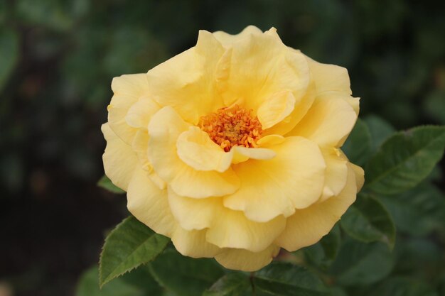 Delikatna żółta róża na ciemnozielonym odosobnionym tle