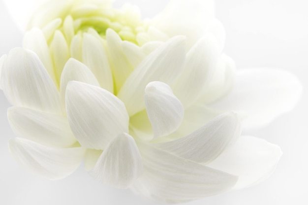 delikatne białe płatki chryzantemy kwiatowy tło miejsce na tekst