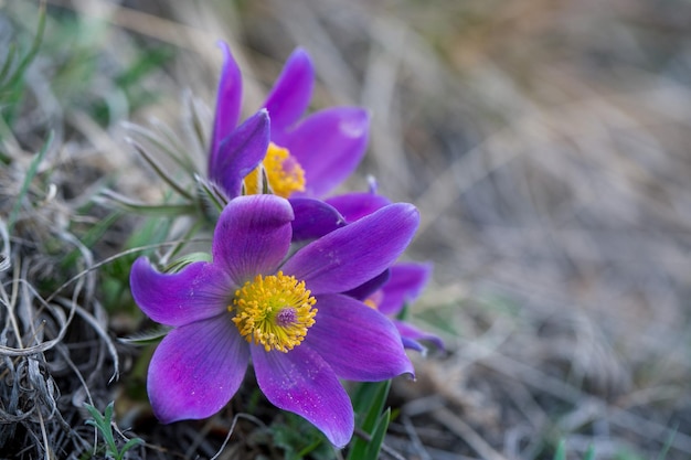 Delikatne kwiaty Anemone pulsatilla wiosną