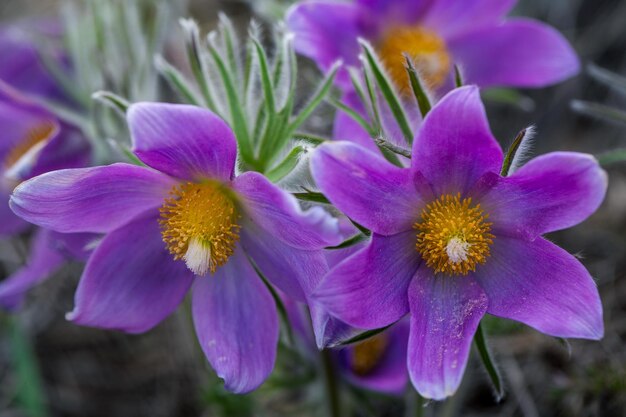 Delikatne kwiaty Anemone pulsatilla wiosną