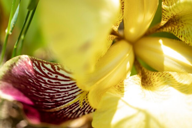 Delikatne kwiaty irysa Zbliżenie Naturalne naturalne tło Fotografowanie makro