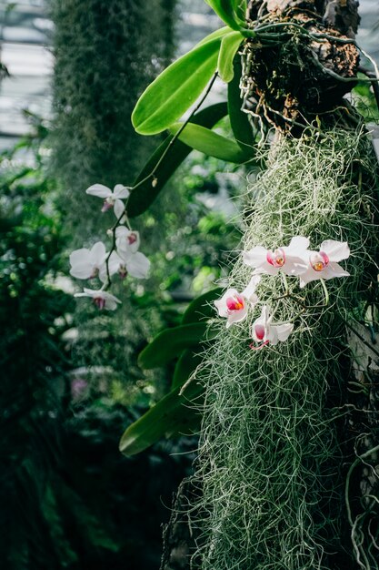 Delikatne kwiaty orchidei w letnim ogrodzie