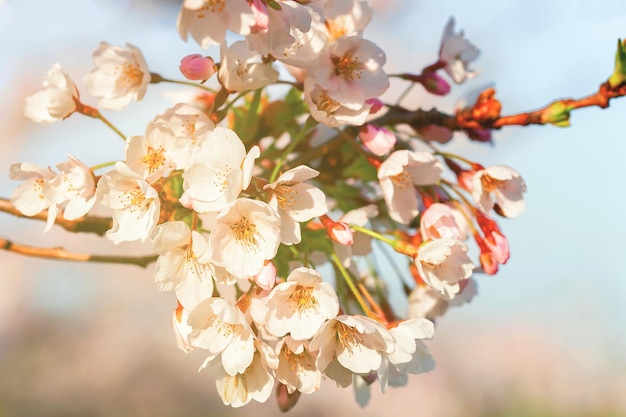 Delikatne kwiaty sakura lub wiśni kwitną wiosną na naturalnym tle w słoneczny dzień