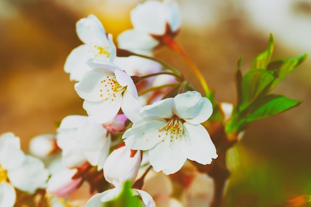 Delikatne kwiaty Sakury lub wiśni kwitną wiosną słoneczny dzień, Wilno, Litwa