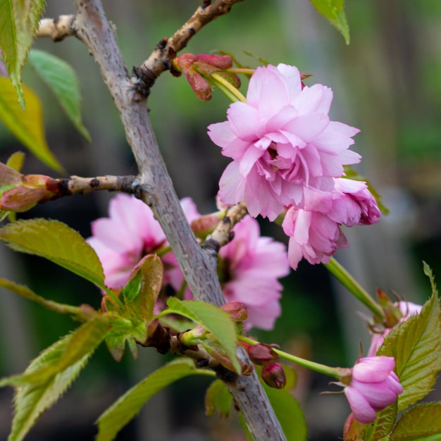 Delikatne, kwitnące gałązki brzoskwini lub nektarynki wiosną