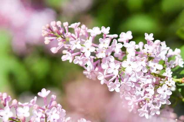 Delikatne kwitnące kwiaty bzu Selektywna ostrość Wiosenna natura szczegóły Piękna kartka z życzeniami