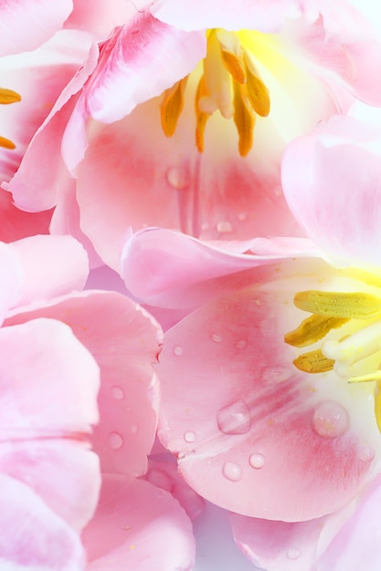 Delikatne miękkie pastelowe tło z zamkniętymi różowymi tulipanami