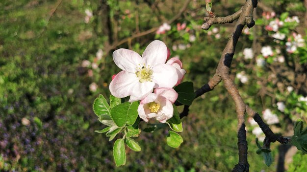 Delikatne płatki jabłoni Jabłonie w bujnie kwitnących białych kwiatach Wyczuwalne tłuczki i pręciki Wiosna w sadzie Początek prac rolniczych