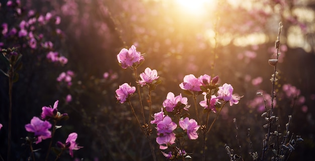 Delikatne różaneczniki różaneczniki w słońcu, rozmyte tło, zbliżenie. Zachód lub wschód słońca w kwitnącym ogrodzie. Maralnik krzewy w górach Ałtaj wczesną wiosną.