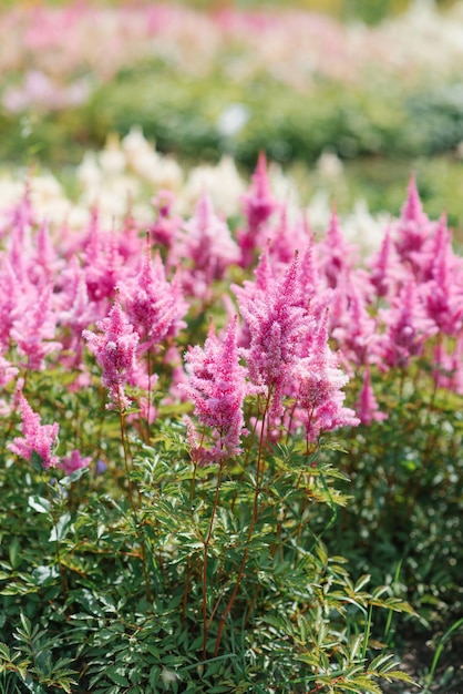 Delikatne różowe kwiaty astilbe kwitną latem w ogrodzie