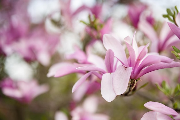 Delikatne różowe kwiaty drzewa magnolii kwitną wiosną