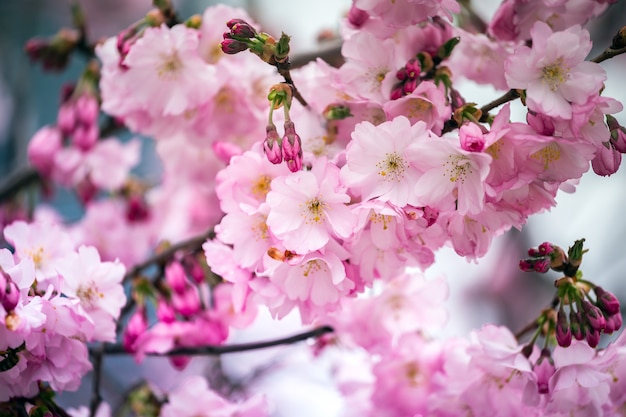 Delikatne różowe kwiaty wiśni, sakura. Japonia