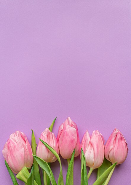 Delikatne różowe tulipany na dole pastelowego fioletowego tła.