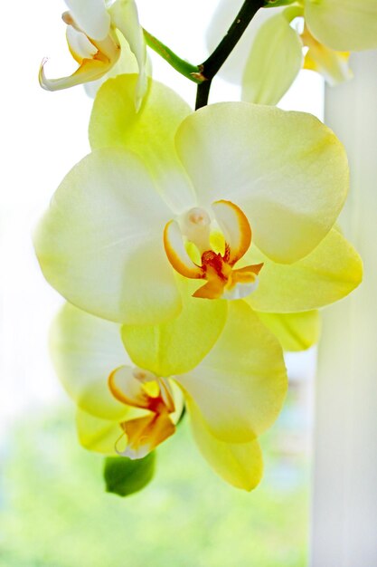 delikatne żółte kwiaty orchidei w pokoju
