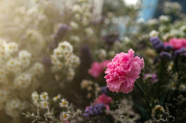 Delikatnie różowe kwiaty zawilców na zewnątrz w lato wiosna zbliżenie na turkusowym tle z miękkim