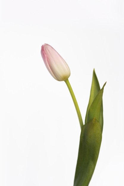 Delikatnie różowy tulipan na białym tle