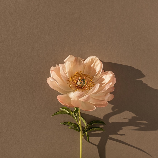 Delikatny beżowy kwiat piwonii z estetycznymi cieniami światła słonecznego na neutralnym brązowym tle