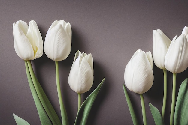 Delikatny biały tulipanowy kwiat na prezent na jasnoszarym tle