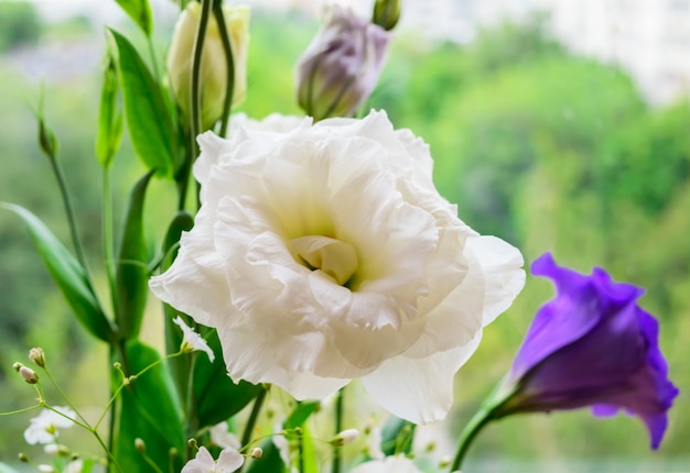 Delikatny kwiat wite eustomy (lisianthus).